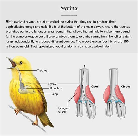 Fossils Reveal When Animals Started Making Noise - Scientific American