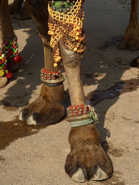 Camel Festival - Beauty Contest