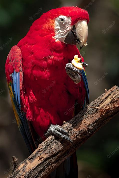 Premium Photo | Scarlet macaw