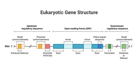 Eukaryotic Gene Structure | BioRender Science Templates