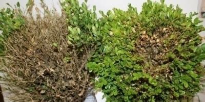 Boxwood Blight | Home and Garden Education Center