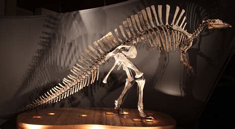 Ouranosaurus | Paleontology World