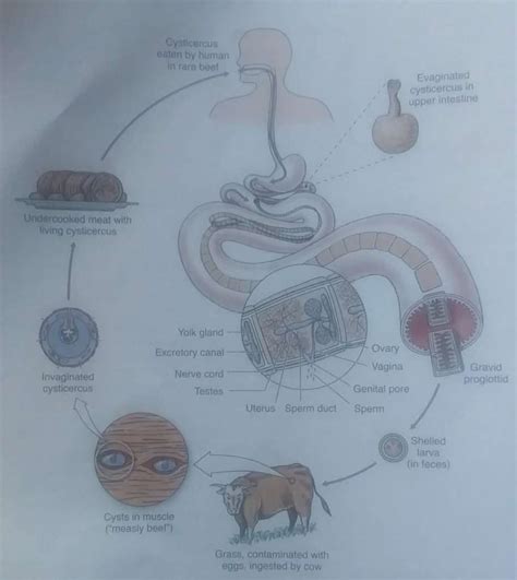 Tapeworm in Humans Symptoms, Signs, Treatment and Diagram - Jotscroll