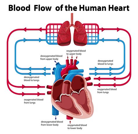 Heart blood flow diagram worksheet - tatasworld