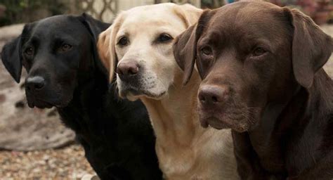 Labrador Colors - The Secrets of Labrador Color Inheritance