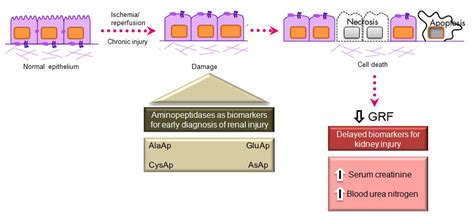 IJMS | Free Full-Text | Aminopeptidases in Cardiovascular and Renal ...