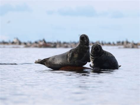 Birding trips, bear watching & photography, mammals and experience Nature Tours for groups in ...