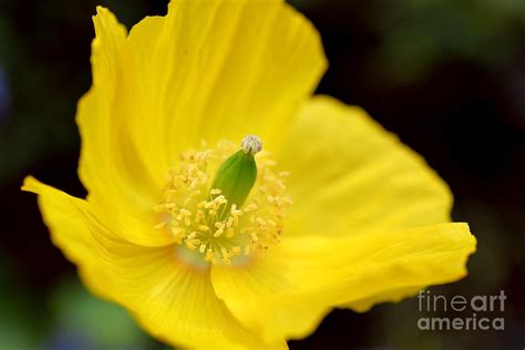 Yellow Poppy Flower Photograph by Terry Elniski | Fine Art America