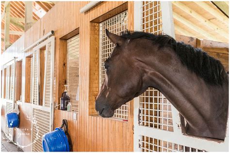 The Best Horse Farm Tour in Lexington, KY | Unique Horse Farm Tours