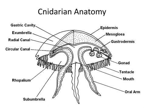 PPT - Phylum Cnidaria : More than Just Jellyfish PowerPoint ...