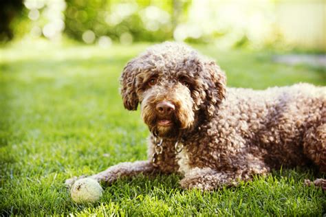 The 6 Best Lagotto Romagnolo Breeders In The U.S.