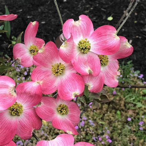 Cornus florida ‘Erica’s Appalachian Sunrise’ | Kiefer Nursery: Trees ...