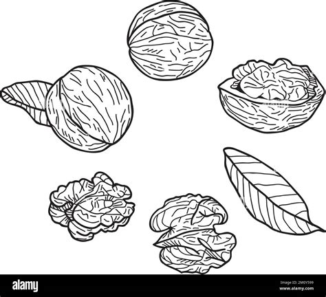 Set of walnuts on a white background. Hand-drawn vector illustration Stock Vector Image & Art ...