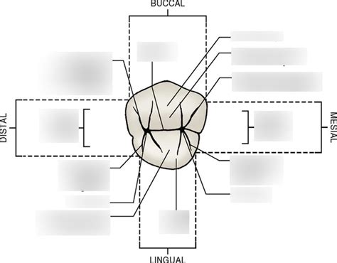 #5 Maxillary Right 1st Premolar Occlusal Surface Diagram | Quizlet