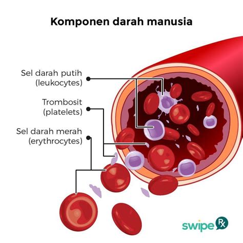 Pertanyaan Yang Benar Tentang Sel Darah Putih Adalah - Duwus.com