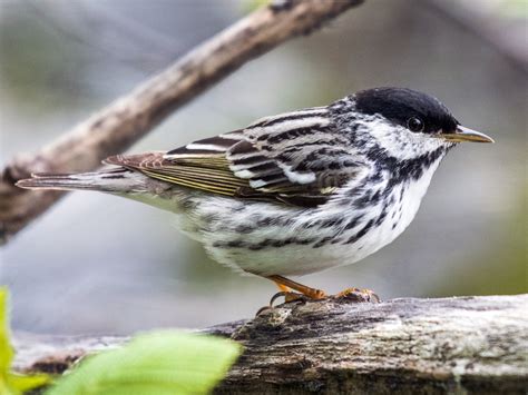 Blackpoll Warbler Migration Map