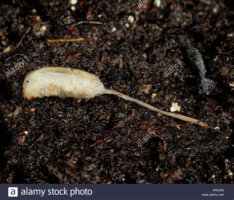 Rat tailed maggot Eristalis tenax compost living drone fly larva Stock Photo: 281636420 - Alamy