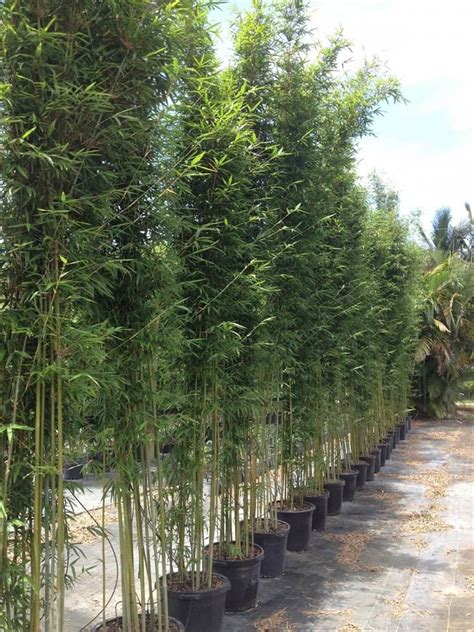 Graceful Bamboo | Bambusa Textilis Gracilis | Palmco - Wholesale Bamboo, Florida