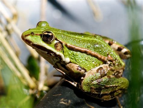 La grenouille, l’animal très délicieuse - All For Sciences Media