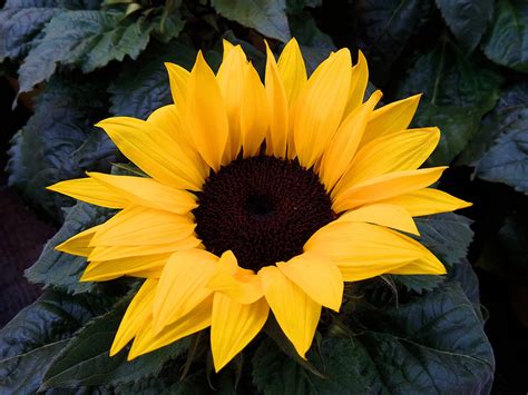 Sunflower Free Stock Photo - Public Domain Pictures