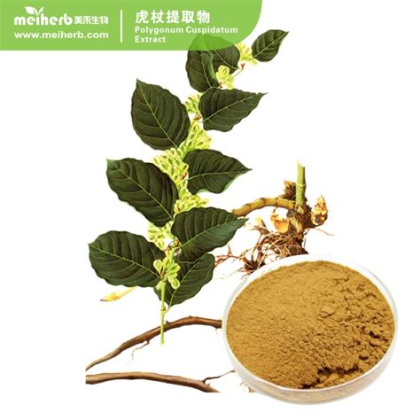 Polygonum Cuspidatum Extract