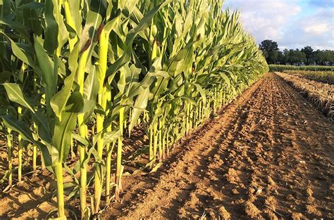 Maize (Corn) Archives - Wikifarmer