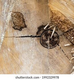 6,800 Aspen wood texture Images, Stock Photos & Vectors | Shutterstock