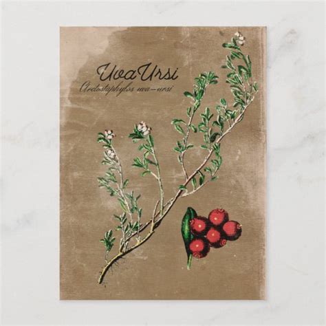 Vintage Style Uva Ursi Plant Postcard | Zazzle.com