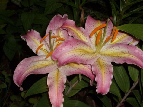 Lily (Lilium 'Coral Queen') in the Lilies Database - Garden.org