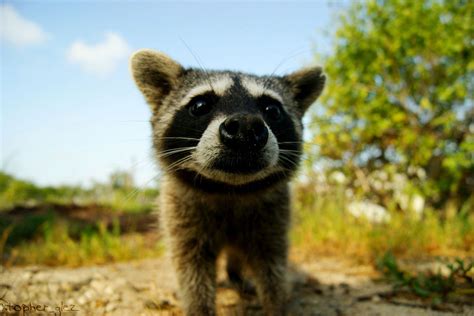 Let's do Some Zoology! - Cozumel Raccoon (Procyon pygmaeus) Also known ...