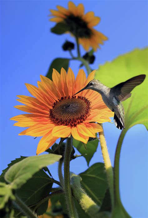 Hummingbird and Sunflower Photograph by Stamp City - Pixels