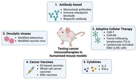 Applications of Humanized Mice in Oncology | Encyclopedia MDPI