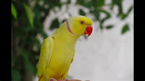 Yellow animal pictures. | The World of Animals