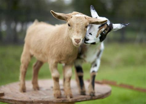 Animal Of The Day: Goats!