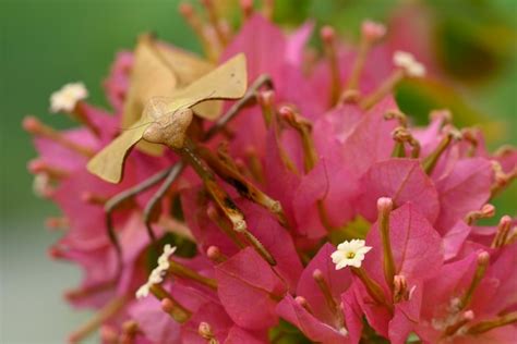 Premium Photo | Dead leaf mantis insect showing its camouflage