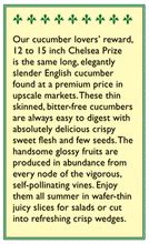 Renee's Garden Cucumber English Chelsea Prize - Grow Organic