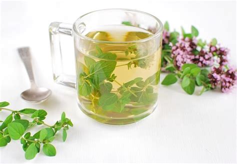 Oregano Tea: A Quick Tasting And Brewing Guide – Tea Backyard