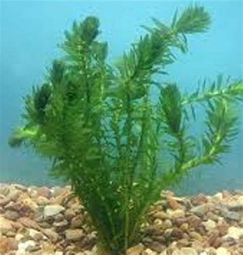 Anacharis (Egeria densa) | Pond plants, Cool plants, Planted aquarium