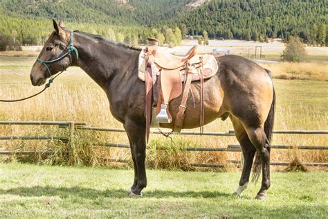 Ranch Horses | Montana Working Cattle Ranch - McGinnis Meadows Cattle ...