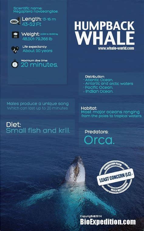 Humpback Whale Infographic - Animal Facts and Information