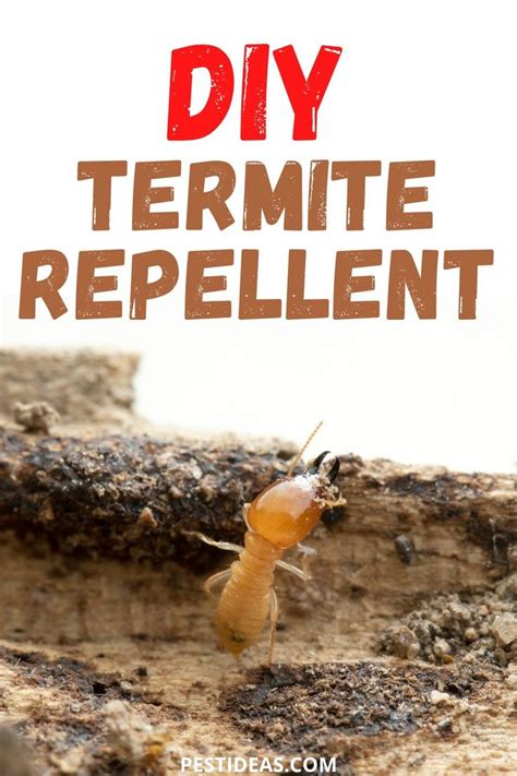 DIY Termite Repellent | Termite repellent, Termites, Diy pest control