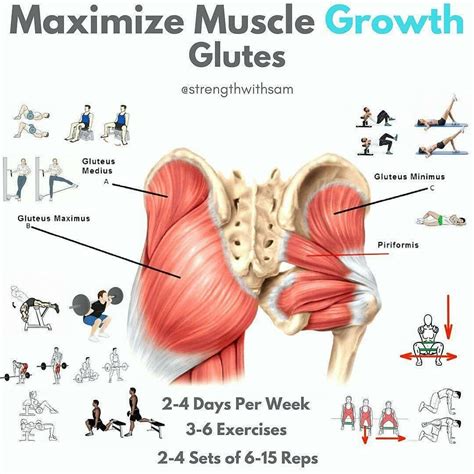 muscle growth glutes | Glutes workout, Glutes, Muscle growth