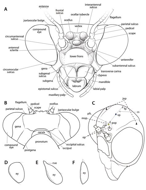 Praying Mantis Anatomy