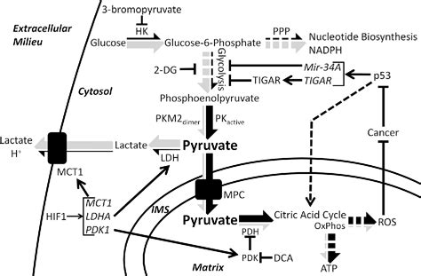 Pyruvate Metabolism Pathway | Semantic Scholar