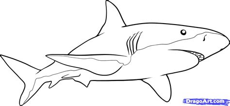 Free How To Draw A Shark, Download Free How To Draw A Shark png images, Free ClipArts on Clipart ...