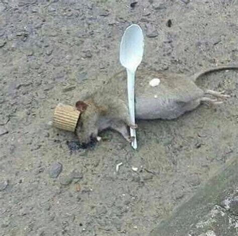 Remy, Champion of Rat Kingdom (Defeated) : r/Bossfight