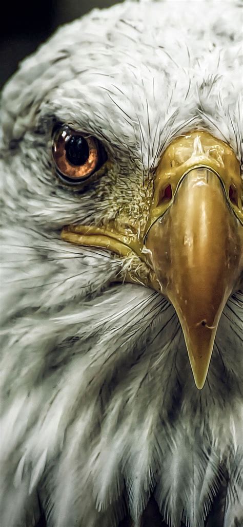 Eagle Wallpapers on WallpaperDog