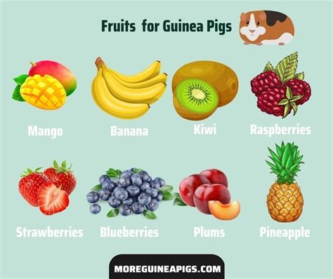 What Can Guinea Pigs Eat? A-Z Food List - More Guinea Pigs