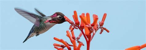 Wildlife Holidays in Cuba for 2020/21 - Naturetrek