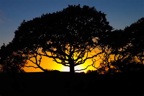 Oak Tree Sunset | Skies And Sunsets | Photography By Martin Eager ...